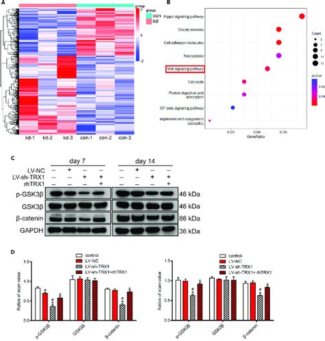 Trx Regulated The Osteogenic Differentiation Of Pdlscs Through