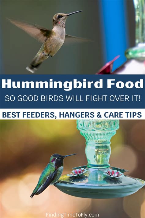 How To Make Easy And Nourishing Hummingbird Food Best Diy Pro