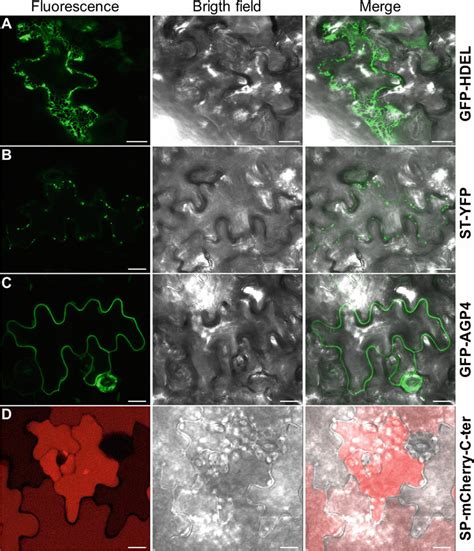 Transient Expression Of Fluorescent Fusion Proteins Labeling Different Download Scientific