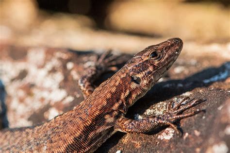 Lézard Reptile Kaltblut Photo gratuite sur Pixabay Pixabay