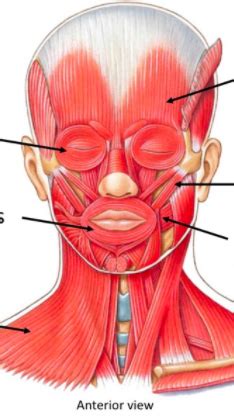 Axial Musculature Flashcards Quizlet