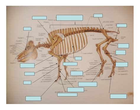 Skeletal System (pig) Quiz