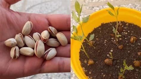 C Mo Germinar Y Cultivar Pistachos En Macetas Jardineriasabia