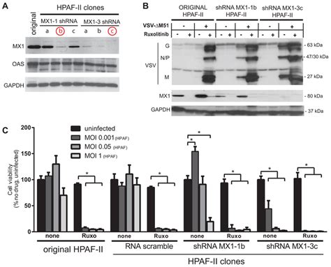 Effect of MX1 knockdown on VSV ΔM51 replication and oncolysis A