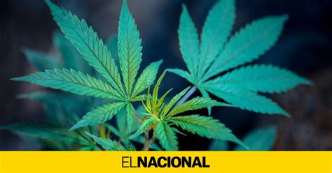 ¿cómo Será La Regulación Del Consumo Medicinal De Cannabis