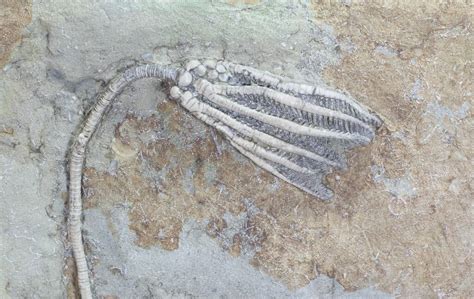 Three Species Of Crinoids On One Plate Crawfordsville Indiana