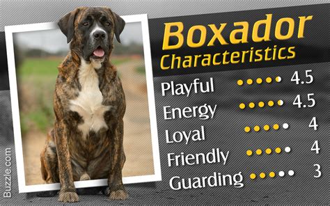 Zealous Characteristics of Admirable Boxer-Labrador Mix Breed - Pet Ponder