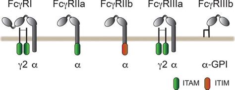 Neutrophil Activation By Antibody Receptors Intechopen