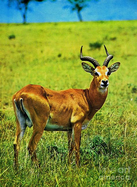 Beautiful African Kob Deer Photograph By Arkitekta Art Pixels