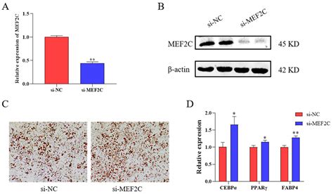 Ijms Free Full Text Hmg20a Inhibit Adipogenesis By Transcriptional