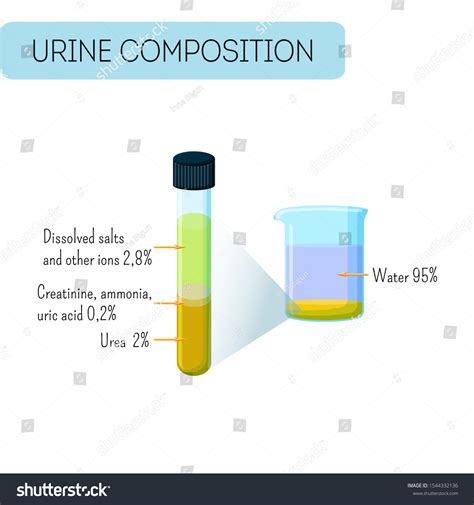 Urine Composition Infographics Urine Sample Glass Stock Vector (Royalty ...