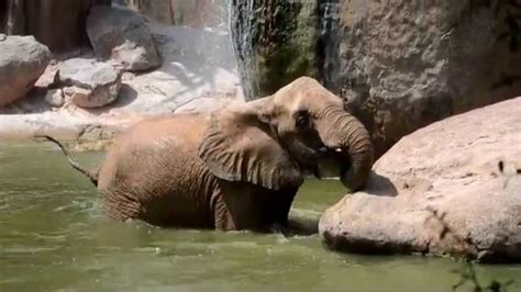 Bioparc Valencia Celebra El D A Mundial Del Elefante Youtube