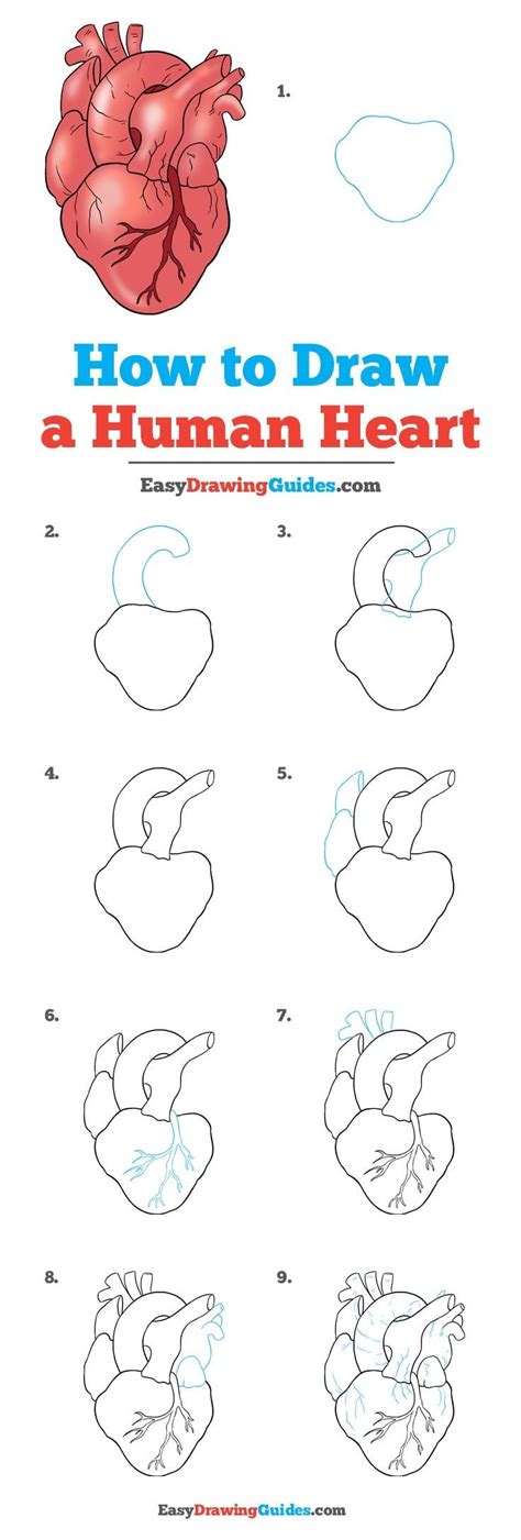 How To Draw A Human Heart Step By Step