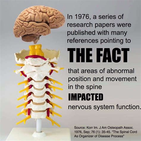 Neurophysiologist Proves Benefits of Spinal Adjustments