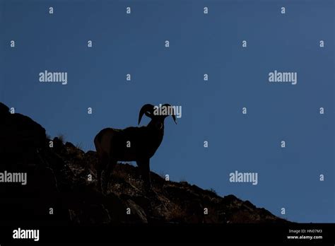 Rocky Mountain Bighorn Sheep Ram Hi Res Stock Photography And Images