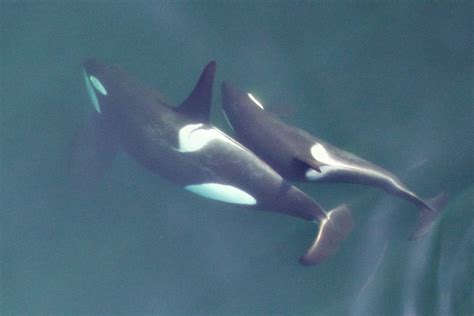 Saving Southern Resident Killer Whales Ocean Wise