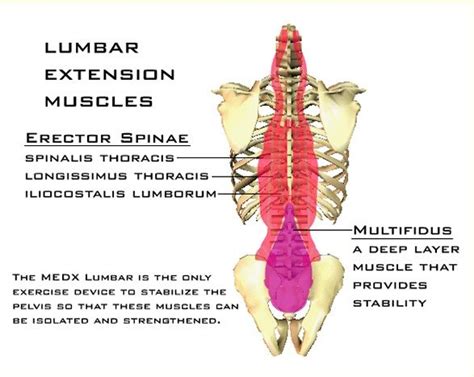 Lower Back Muscles Labeled Anatomy Chart Of Male Lower Back Muscles