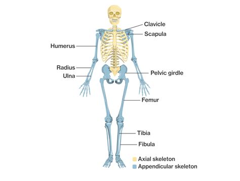 Skeletal System Diagram Quizlet