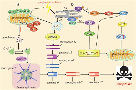 Intrinsic Apoptosis Pathway