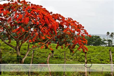 The Flamboyan Tree: A Puerto Rico Icon | Puerto Rico Travel News