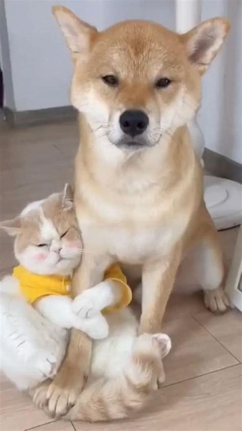 Pin on Cute funny pets videos