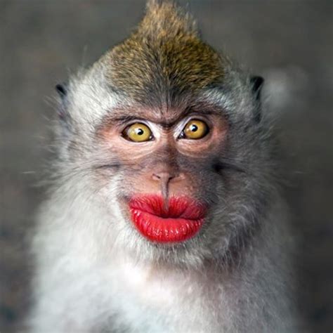 Funny monkey wearing lipstick - Photography -Digital cameras, SLR ...