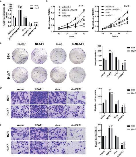 Frontiers Lncrna Neat Promotes The Proliferation And Metastasis Of