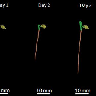 Exemplar Temporal Representation Of D Reconstructions Of A Naked Sugar