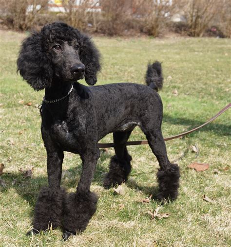 rose trained standard poodle sold  cincinnati ohio mans  friend