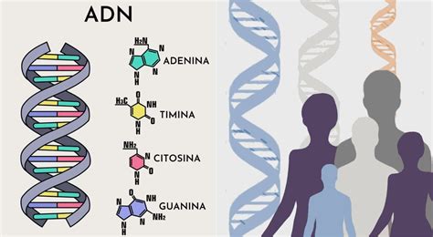 Qué es el ADN El Popular