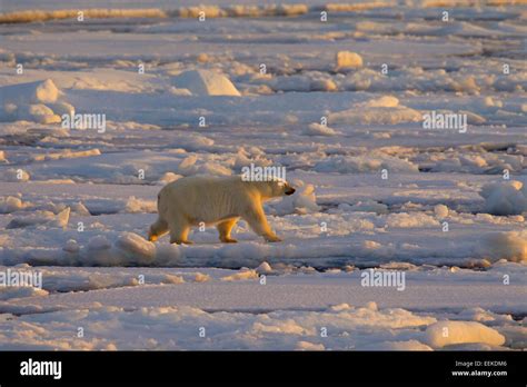 El Oso Polar Ursus Maritimus Thalarctos Maritimus Caminando Sobre