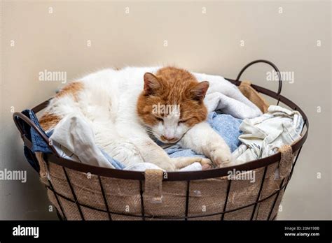 funny sleeping cat kitten in laundry basket Stock Photo - Alamy