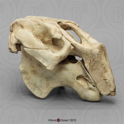 Fossil Dugong Skull | Dugong, Animal skulls, Animal bones