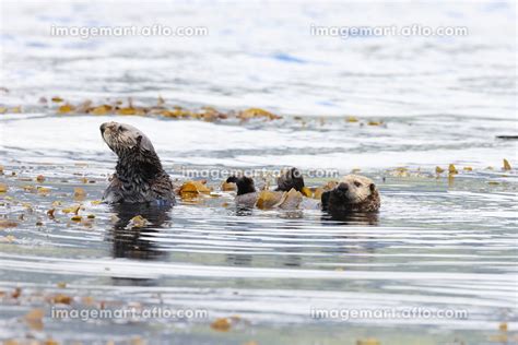 Sea Otter Enhydra Lutris Vancouver Island British Columbia Canada