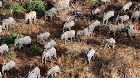 Un elefante mata a un cazador furtivo de rinocerontes en Sudáfrica