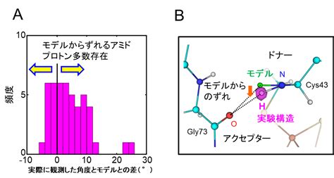 タンパク質の立体構造解析に新たなモデルを提唱 より正確な立体構造の観測や予測を実現！生命科学研究の進展に寄与 ｜プレスリリース｜j