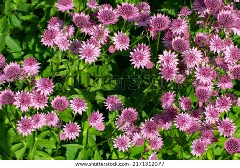 57 Astrantia Roma Stock Photos Images And Photography Shutterstock