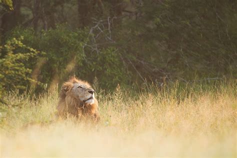 Visit Kruger National Park During Sanparks Week Secret Africa