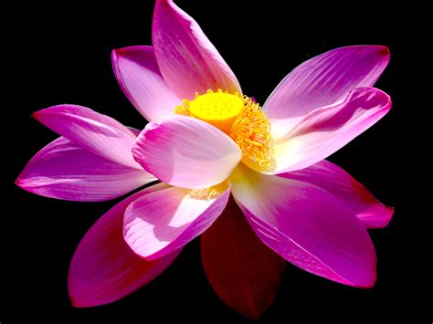 lotus flower visual thailand