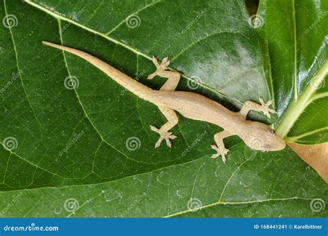 Asian Or Common House Gecko Hemidactylus Frenatus Lies On Green Leaves