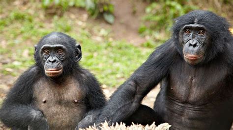 BBC Earth Do Bonobos Really Spend All Their Time Having Sex