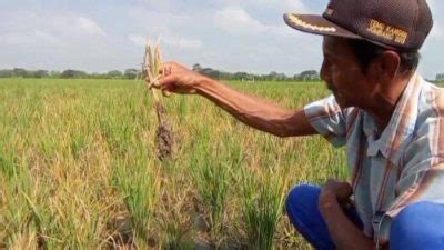 Cara Menjaga Kesehatan Tanaman Padi Dari Hama Dan Penyakit Tirta Pos