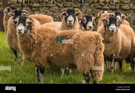 Uk Farming An Inquisitive Flock Of Freshly Tagged Swaledale Sheep