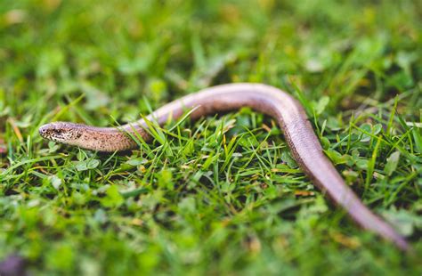 Comment Loigner Les Serpents De Son Jardin