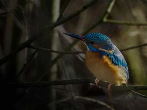 Kingfisher Alcedo Atthis Eisvogel Kingfisher Mart N Flickr