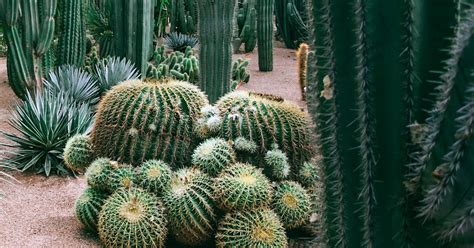 Cactaceae Cacti Exotic Ornamental Plant Seeds Tropical And Exotic