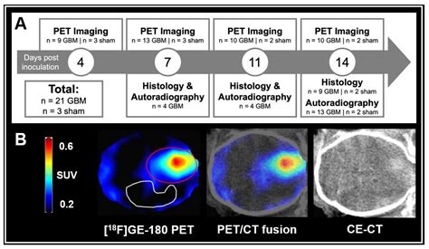 Biomedicines Free Full Text Longitudinal F Ge Pet Imaging