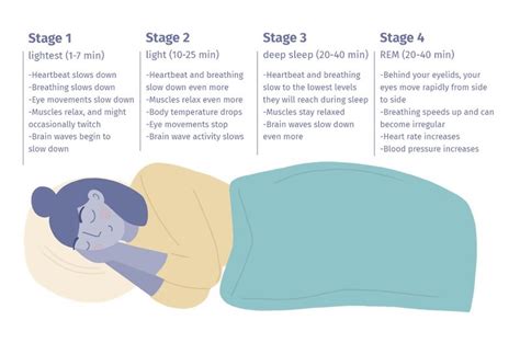 The Complete Guide to Your Sleep Cycle - Mattress Clarity