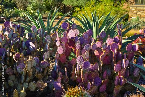 Different Types Of Prickly Pear Cacti In A Botanical Garden In Phoenix