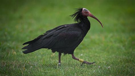 Scientists Help Northern Bald Ibis Bird Migrate Amid Conservation